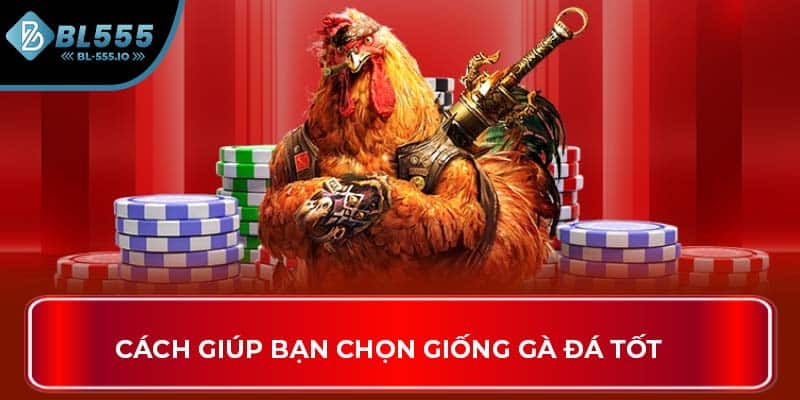 Cách giúp bạn chọn giống gà đá tốt